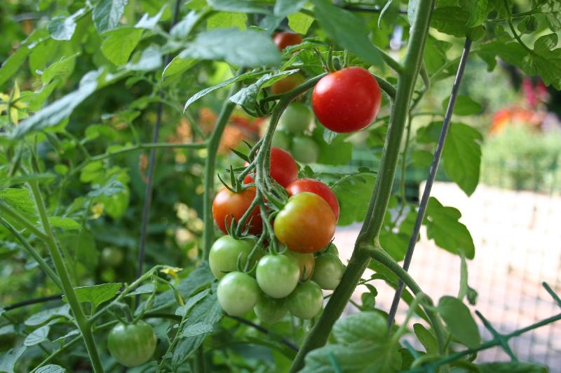 tomato fruit growing on a vine