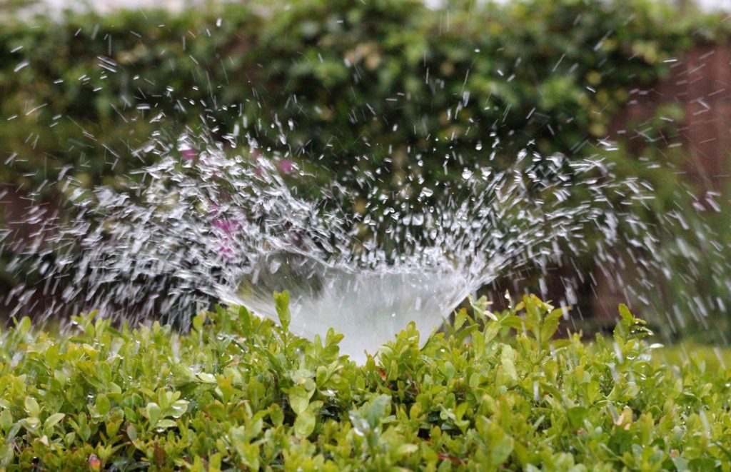 Irrigation Sprinkler inside of a bush