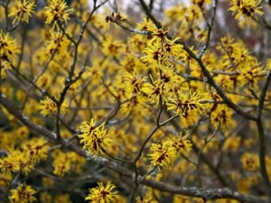 Yellow flowers on a tree
