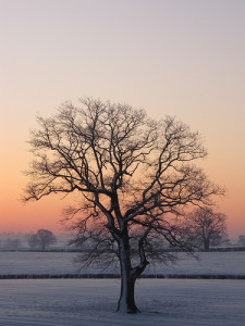 Tree in a snow covered field