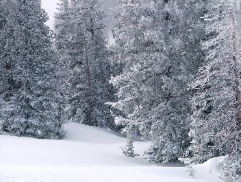 snow covered evergreen forest
