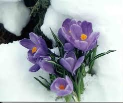 flowers growing through snowy ground