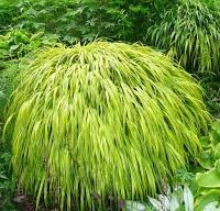 Large Japanese Forest Grass Plant