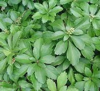 Pachysandra