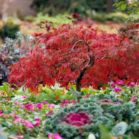 Acer palmatum Dissectum Atropurpureum