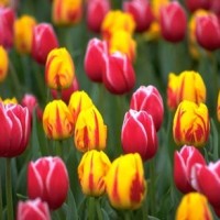 red and yellow tulips