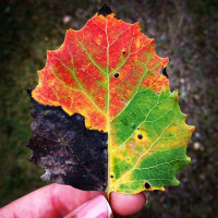 leaf showing color changes