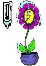 Graphic of a cold plant