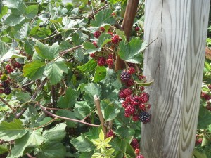 Blackberries Growing along post