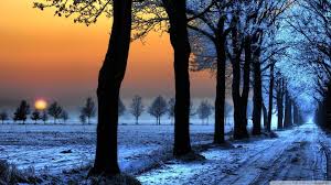 Row of trees by a road with sun setting in background