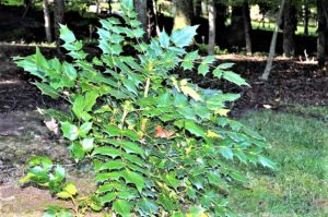 Shrubs Rarely Damaged by Deer