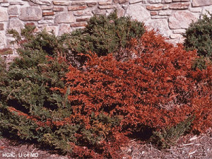 Winter damage to plants near a roadside