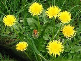 Dandelions