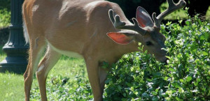 Deer eating Plants