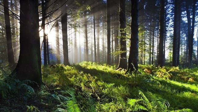 Light shining through a forest