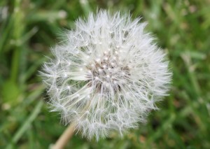 Dandelion Seeds