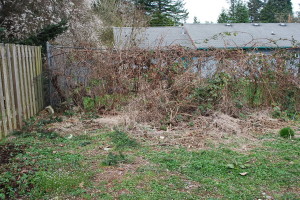 Yard that needs to be cleaned up