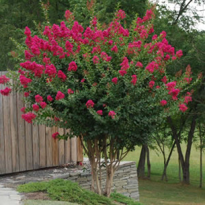 Crape Myrtle tree in a yard