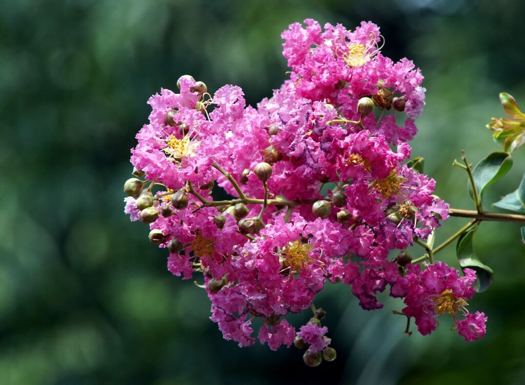 Crape Myrtle