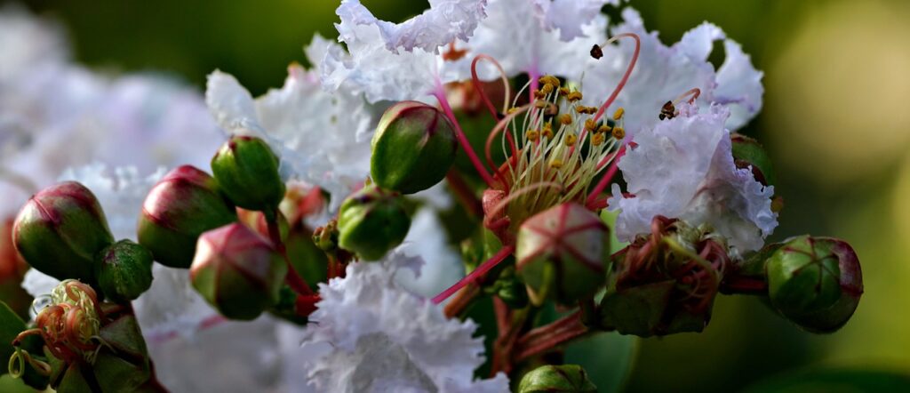 Crape Myrtle