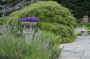 Large bush in background with a stone bird bath on a patio