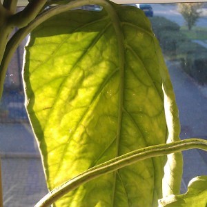 Yellowing Plant