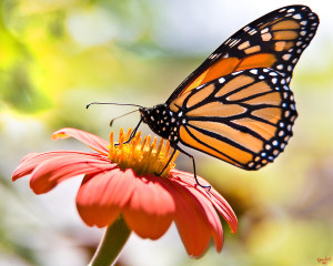 Monarch butterfly flower