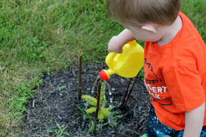 small boy watering plants