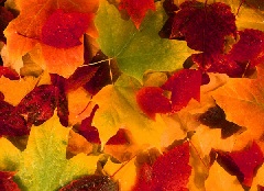 Fall leaves