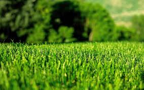 close up of short trimmed grass