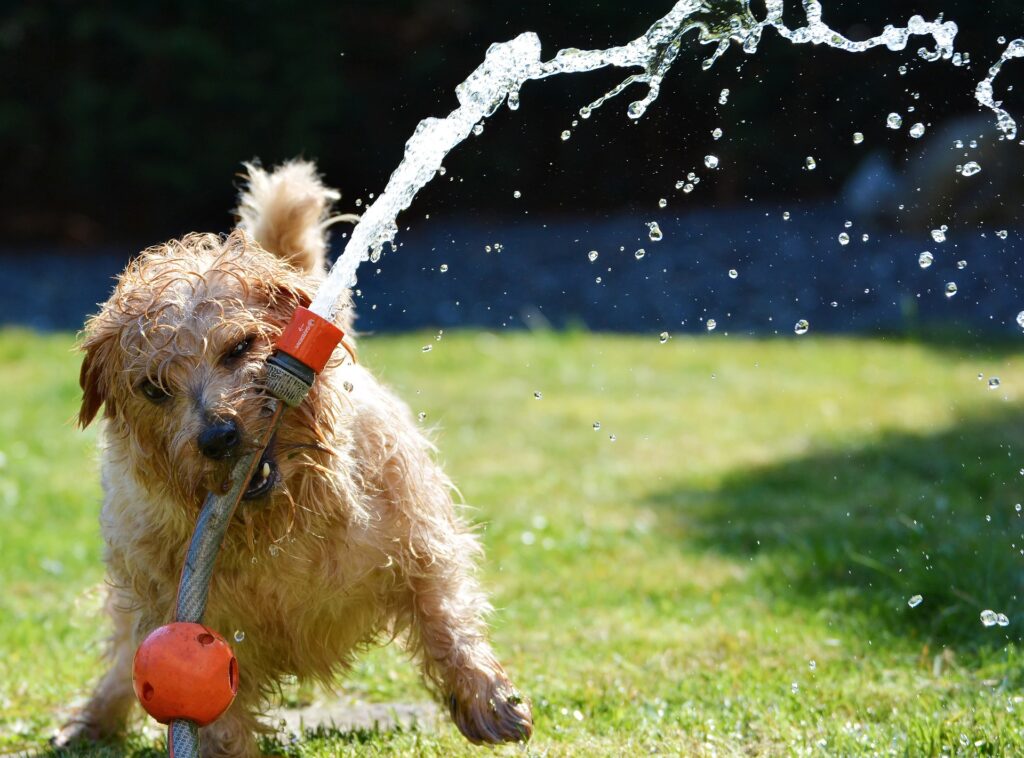 small dog playing with a water hose in the grass