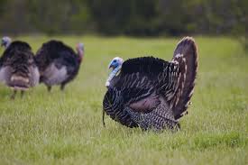 Group of turkeys in a field of grass