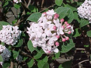 Korean Spice Viburnum plant