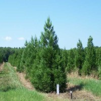 Rows of Cryptomeria Japonica