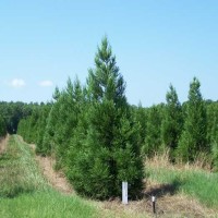 Rows of Cryptomeria Japonica Allentuck Landscaping in Rockville, MD