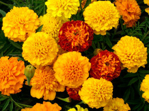 Close up of Marigolds in yellow and red