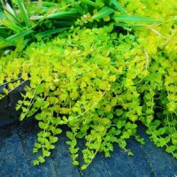 Creeping Jenny Plant