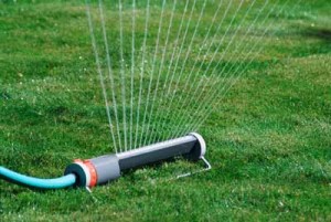 sprinkler connected to a hose on a freshly cut lawn