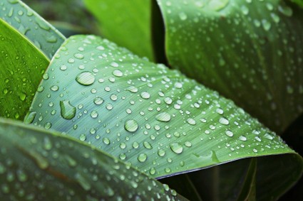 beads of rain on a leaf