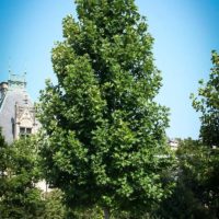 large tulip poplar tree