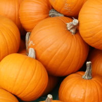 orange pumpkins close up