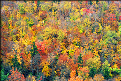 Fall colored leaves on trees in a forest
