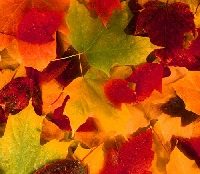 Fall leaves close up