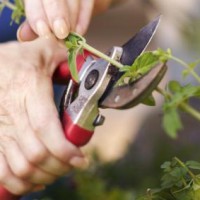 two hands pruning a small branch