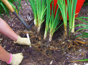 a landscaper dividing perennials for planting