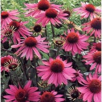 close up of pink flowers