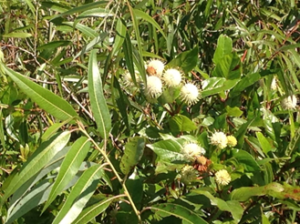 Buttonbush plant
