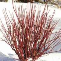 Cornus Stolonifera Sericea fire