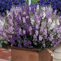 Angelonia in a large pot