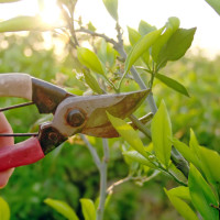pruning shears trimming a branch